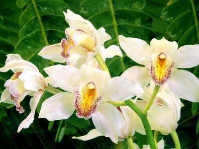 Wallpaper Of Orchids. White Orchids