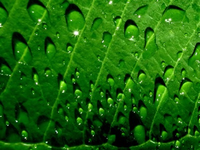 wallpaper green leaves. Green leaf water drop 01