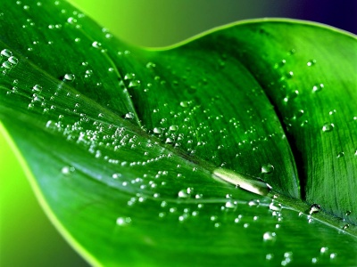 Water Drop Wallpaper. Green leaf water drop 10